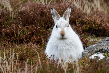 whte mountain hare in the rain