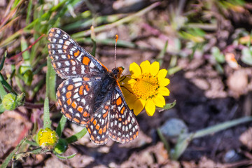 Bay Checkerspot butterfly (Euphydryas editha bayensis) on a goldfield wildflower; classified as a...