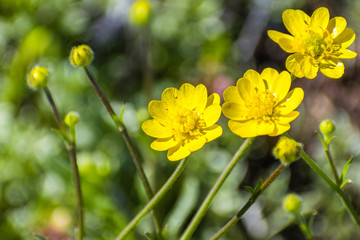 California Buttercup (Ranunculus californicus) wildflowers on a meadow, south San Francisco bay...
