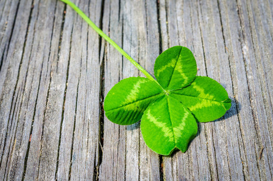 225 Best 4 Leaf Clover Images Stock Photos Vectors Adobe Stock