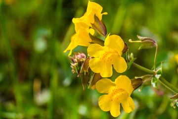 Close up of Seep monkey flower (Mimulus guttatus) blooming on the meadows of south San Francisco...