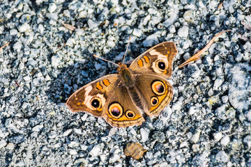 Close up of Common Buckeye (Junonia coenia) butterfly resting on a gravel road, San Francisco bay...