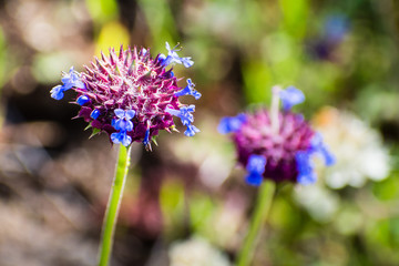 Chia sage (Salvia columbariae) wild flowers blooming in Santa Clara county, south San Francisco bay area, California