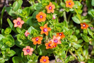 Scarlet pimpernel (Anagallis arvensis), native to Europe and Western and North Africa, Santa Clara...