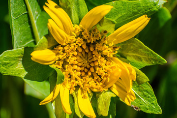Close up of Gray mule ears (Wyethia helenioides), Santa Clara county, south San Francisco bay area, California