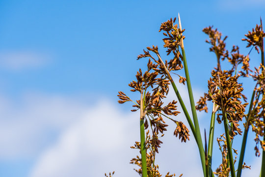 Close up of Tule reeds (Schoenoplectus acutus) on a blue sky background, south San Francisco bay area, California