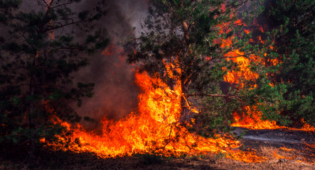  wildfire, burning pine forest .
