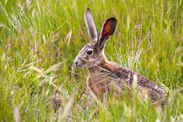 Black-tailed jackrabbit (Lepus californicus) sitting in tall grass, eyes and ears alert, San...