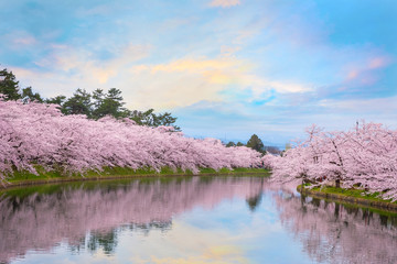 Naklejka premium Pełny kwiat Sakura - Czereśniowy okwitnięcie przy Hirosaki parkiem w Hirosaki, Japonia