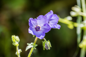 Close up of Fiesta flower (Pholistoma auritum) blooming in the forests of east San Francisco bay...