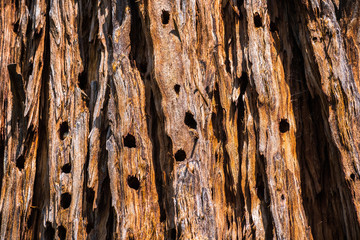 Close up of redwood tree bark with holes drilled into by acorn woodpeckers (tree used as granary by...