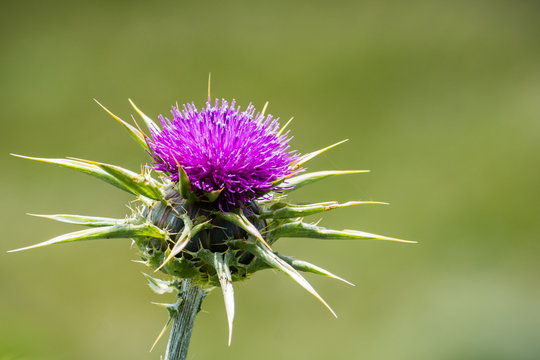 Close up of milk thistle (Silybum marianum) blooming in San Francisco bay area, California; native of Southern Europe through to Asia