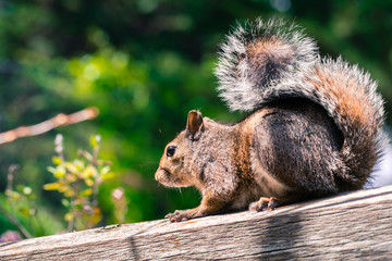 Fox squirrel (Sciurus niger) sitting on a wooden ledge, San Francisco bay area, California