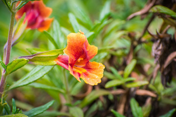 Close up of Sticky Monkey Flowers (Diplacus aurantiacus), California