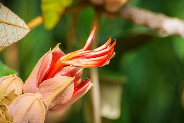 Close up of Mexican Hand Tree (Chiranthodendron pentadactylon) flower, San Francisco, California; this species is native to Guatemala and southern Mexico