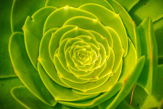 Macro photo of succulent Aeonium arboretum; black and white