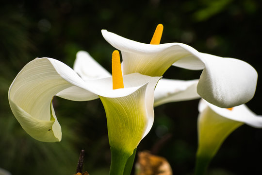 Close up of Flowering Calla lily (Zantedeschia aethiopica), Golden Gate Park, San Francisco, California; dark background