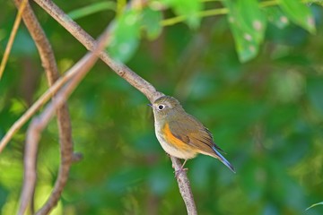 木陰でのんびりと寛ぐルリビタキメス