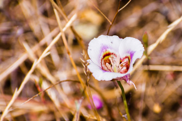Leichtlin's Mariposa Lily blooming on the hills of south San Francisco bay area, California