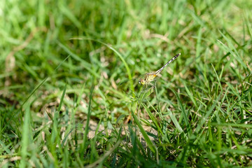 Dragonfly with lawn