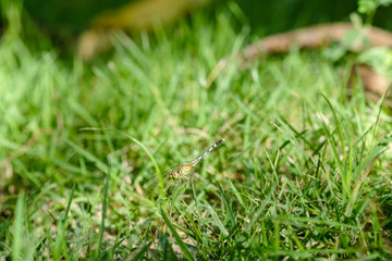 Dragonfly with lawn