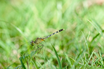 Dragonfly with lawn