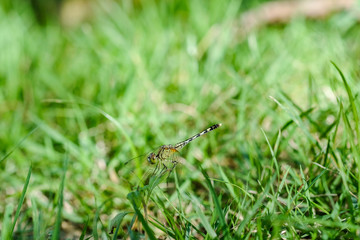 Dragonfly with lawn