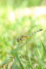 Dragonfly with lawn