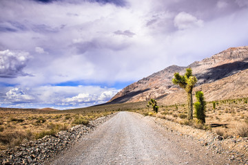 Joshua trees growing on the side of an unpaved road through a remote area of Death Valley National Park, California