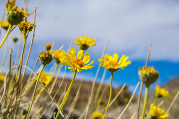 Fototapeta premium Naked-stemmed Daisy (Enceliopsis nudicaulis) blooming in Death Valley National Park, California