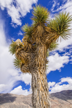 Joshua Tree (Yucca Brevifolia); white clouds and blue sky background; Death Valley National Park, California