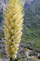 Chaparral Yucca (Hesperoyucca whipplei) blooming in the mountains, Angeles National Forest; Los...
