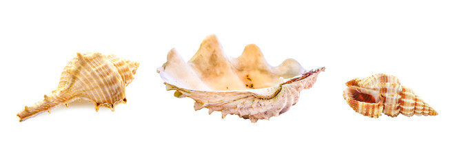 Ocean shells are placed on a blurred, isolated from white background.