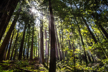 Lush Redwood (Sequoia sempervirens) forest, Butano State Park, San Francisco bay area, California