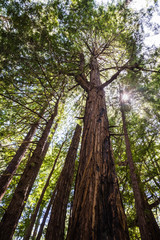 Looking up along the trunk of tall Redwood trees (Sequoia sempervirens), Butano State Park, San Francisco bay area, California
