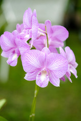 Flowers and leaves beautiful