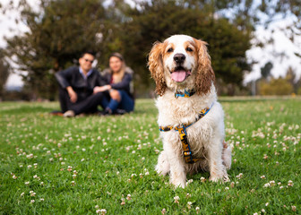 cocker dog sitting on the grass and a couple in the background