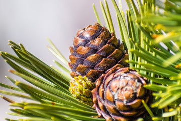 Close up of Whitebark Pine (Pinus albicaulis) cones surrounded by long, green, needles; California