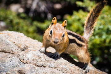 Frontal view of cute chipmunk, Lassen Volcanic Park National Park, Northern California