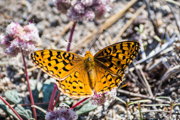 Close up of Pacific fritillary (Boloria epithore) butterfly sitting on a pink One seeded pussypaws (Cistanthe monosperma) wildflower, Lassen Volcanic National Park, Northern California