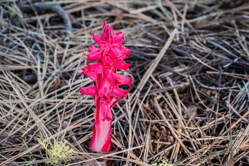 Snow Plant (Sarcodes sanguinea) blooming with in Lassen Volcanic National Park, northern California