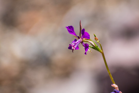Diamond clarkia (Clarkia rhomboidea) blooming in the forests of Siskiyou County, northern California