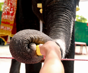 give food to elephant