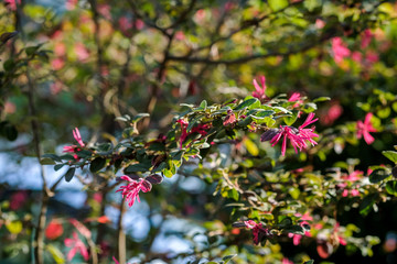 Beautiful flowers various colors