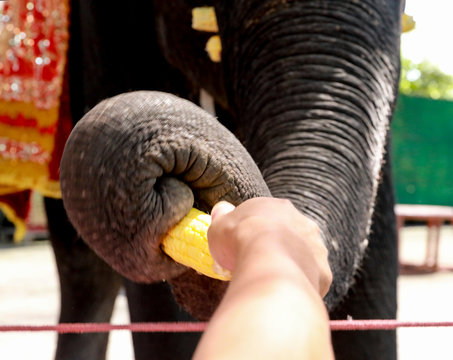 give food to elephant