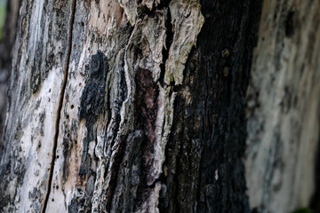 Old black bark