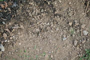 Ground with roots