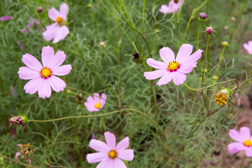 Colorful Blossom Flower