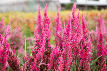 Colorful Blossom Flower