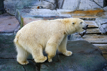 Obraz na płótnie Canvas View of a white polar bear at the Copenhagen Zoo